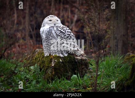 01 aprile 2023, Baden-Württemberg, Bad Mergentheim: Un gufo innevato siede su una roccia nel suo recinto in un parco faunistico. Foto: Karl-Josef Hildenbrand/dpa Foto Stock