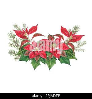 Bouquet natalizio di poinsettia e abete rosso su sfondo bianco. Acquerello illustrazione di una poinsettia rossa. Euphorbia pulcherrima. Stella di Natale. Foto Stock