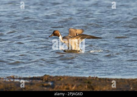 Pintail (Anas acuta) maschio sbarco Cley Norfolk UK GB Marzo 2023 Foto Stock