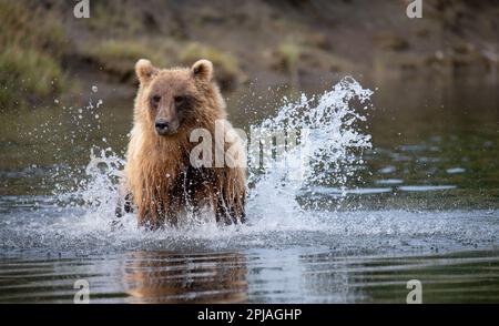 Orso bruno dell'Alaska che insegue e spruzza dopo un pesce e un pasto durante la corsa annuale del salmone in autunno. Foto Stock