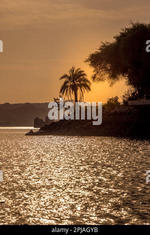 Ora d'oro sul Nilo in Egitto con sagome di palme Foto Stock