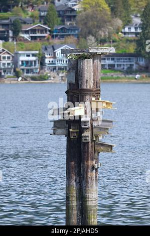 Scatole di nidificazione in legno viola Martin (Progne subis) fatte a mano attaccate ai piloni in acqua - Rocky Point Park, Port Moody, B. C., Canada. Foto Stock