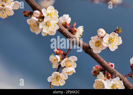 Lasciate che il profumo dei fiori di albicocca vi trasporti in un luogo di pace e tranquillità con questa immagine di bellissimi fiori su un ramo Foto Stock