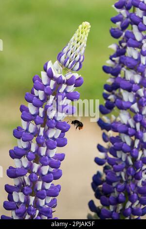 Bomblebee dalla coda rossa, Bombus lapidarius, Bumblebee, Flying, Lupinus, Fiore, insetto, lupino Foto Stock