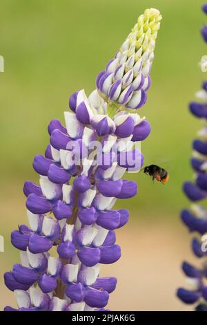 Bumblebee dalla coda rossa, Bombus lapidarius, Flying to Flower, Garden lupino, primo piano Foto Stock