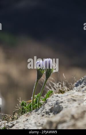 Due piccoli fiori di primula lilla crescono insieme proprio da una scogliera di pietra, vista ravvicinata. Piante selvatiche all'inizio della primavera nelle montagne del Caucaso nel sud Foto Stock