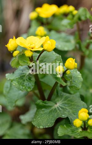 Palude gialla che fiorisce all'inizio della primavera Foto Stock