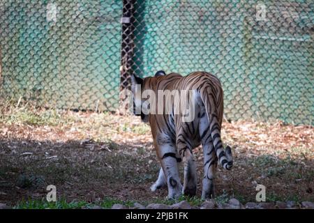 Tigre al parco nazionale di Bannerghatta Bangalore in piedi nello zoo. foresta Riserva Naturale santuari in Karnataka India Foto Stock