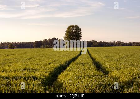 Un campo di erba verde con alberi sullo sfondo Foto Stock