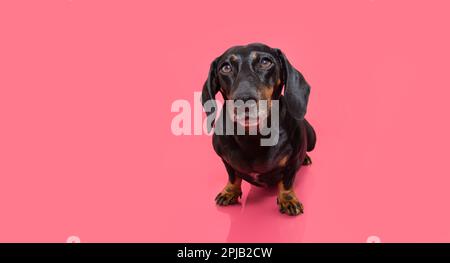 Banner attento dachshund cucciolo cane seduto e guardando la macchina fotografica. Isolato su sfondo rosa Foto Stock