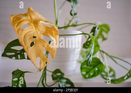 Monstera adansonii con foglie gialle appassite. Monstera maschera scimmia con la malattia delle piante di casa Foto Stock