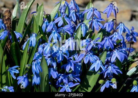 Scilla siberica, Siberian squill, Primavera precoce, pianta Foto Stock