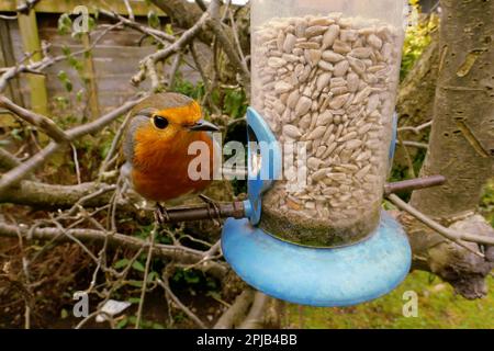 Robin redbreast Close-up English Indietro Giardino Bird Feeder Uccelli in inverno 2023 allattamento da semi di girasole Foto Stock