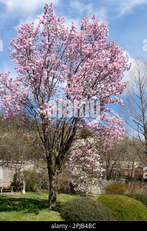 Ciliegio Sargent, Prunus sargentii albero, forma, Prunus sargentii fioritura, primavera primaverile, Meteo Foto Stock