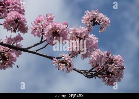 Rosa, fiori, ramificazione, Prunus sargentii, Fiori, Ciliegia Sargent Foto Stock