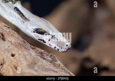 Royal python (Python regius) ritratto della testa di serpente adulto, Inghilterra, Regno Unito, Captive Foto Stock