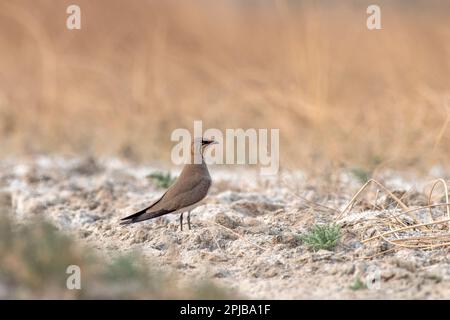 Pratincole con colletto (Glareola pratincola), noto anche come pratincole comune o pratincole con alette rosse, osservato vicino a Nalsarovar nel Gujarat, India Foto Stock