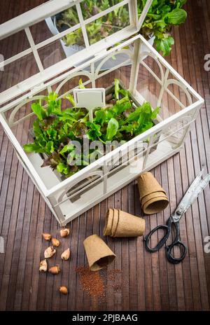 Semina - semi, cipolle con attrezzi da giardino e insalata fresca Foto Stock