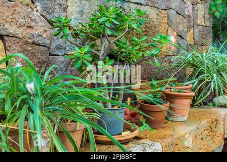 Piante in vaso su mensola in pietra nel piccolo giardino Foto Stock