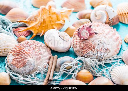 Assortimento di conchiglie su sfondo blu. Spiaggia estiva e concetto di vacanza Foto Stock