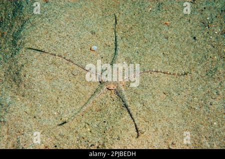 Brittlestar grande, stella serpente (Ophiura ophiura) brittlestars, altri animali, Echinodermi, animali, Brittlestar sabbia adulto, sul fondo sabbioso Foto Stock