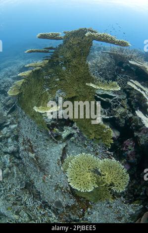 Corallo da tavola, Coralli da tavola, Corallo di pietra, Coralli di pietra, altri animali, Coralli, cnidari, animali, grande tabella giacinto tabella corallo (Acropora Foto Stock