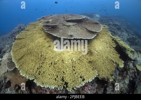 Corallo tavolo, Isole Maluku, Mare, Indonesia, Corallo tavolo, Corallo di pietra, coralli di pietra, altri animali, coralli, cnidari, Animali, giacinto di Tavola grande Foto Stock