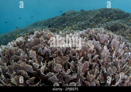 Coralli duri, coralli duri, altri animali, coralli, cnidari, Animali, Corallo duro (Pavona decussata) in habitat di barriera corallina con pesci, Tugu, Nusa Penida Foto Stock