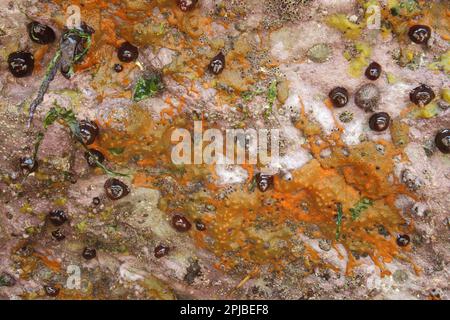 Gruppo di anemone di beadlet (Actinia equina) chiuso, con spugna di breadcrumb (Halichondria panicea) su sbalzo roccioso in bassa marea, Polzeath, Cornovaglia Foto Stock