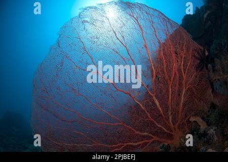 Corallo del ventilatore di gorgonia rossa (Subergorgia mollis) sulla barriera corallina, isola di Komba, isole minori di Sunda, Indonesia Foto Stock