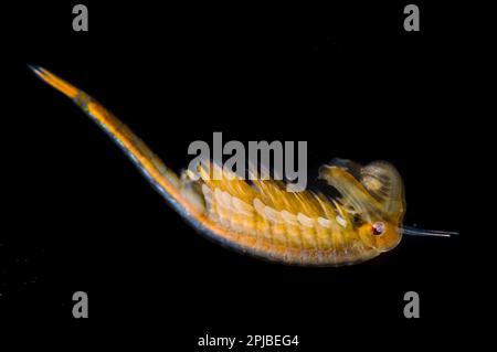 Fairy Shrimp (Chirocephalus dafanus) adulto maschio, Parco Regionale Antola, Provincia di Genova, Liguria, Italia Foto Stock