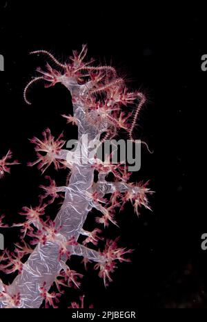 Brittlestar (spec. Ophiuroidea) Adulto, su corallo di albero glomerato molle (Dendronephthya spec.) Nella barriera corallina di notte, Tutuntute, Wetar Island, Barat Daya Foto Stock