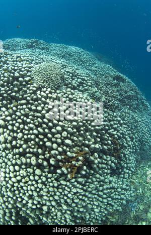 Corallo di pietra, coralli di pietra, altri animali, coralli, cnidari, Animali, colonia di Corallo di patate (Platygyra sinensis), Pulau Putus, Lembeh Straits Foto Stock