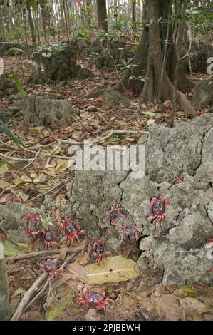 Granchio rosso dell'isola di Natale (Gecarcoidea natalis), granchio dell'isola di Natale, granchio di terra, altri animali, granchi, Crostacei, animali, Christma, Granchio Rosso Foto Stock