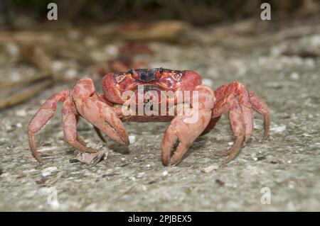 Granchio rosso dell'isola di Natale (Gecarcoidea natalis), granchio dell'isola di Natale, granchi dell'isola di Natale, granchi dell'isola di Natale, granchio di terra, Granchio di terra, altro Foto Stock