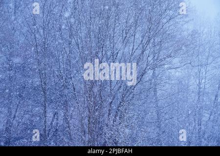 Nevicate, Karlovy Vary, Repubblica Ceca Foto Stock