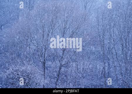 Nevicate, Karlovy Vary, Repubblica Ceca Foto Stock