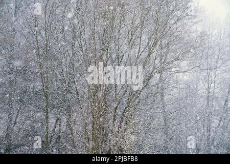 Nevicate, Karlovy Vary, Repubblica Ceca Foto Stock