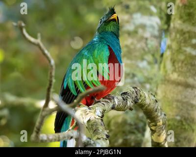 quetzal risplendente nella foresta di nubi. Savegre, costo Rica Foto Stock