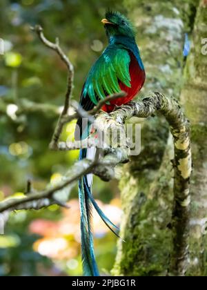 quetzal risplendente nella foresta di nubi. Savegre, costo Rica Foto Stock