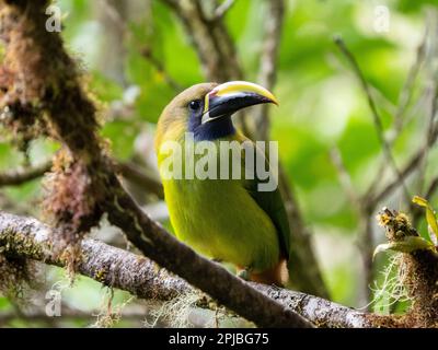 toucanet smeraldo settentrionale in una nuvola, Savegre, Costa Rica Foto Stock