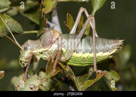 Steppa Saddleback Foto Stock