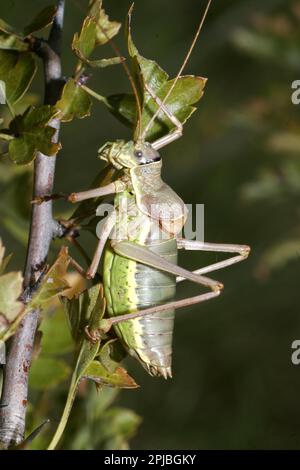 Steppa Saddleback Foto Stock