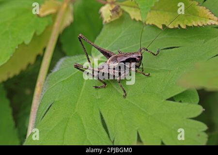 Cricket cespuglio comune, maschio Foto Stock