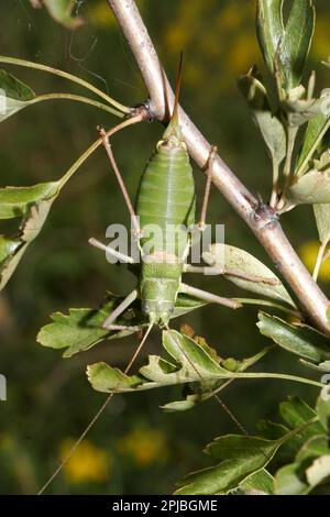 Steppa Saddleback Foto Stock