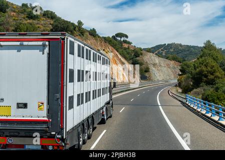 Speciale semirimorchio per il trasporto di bovini in circolazione su strada. Foto Stock