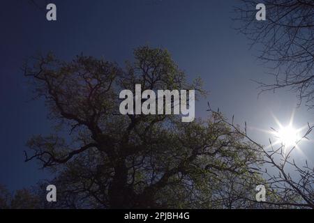 Bassa Sassonia Hude primeval foresta Hasbruch Friederikeneiche con sole Foto Stock