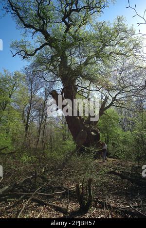 Bassa Sassonia Hude Primeval Foresta Hasbruch Friederikeneiche Foto Stock