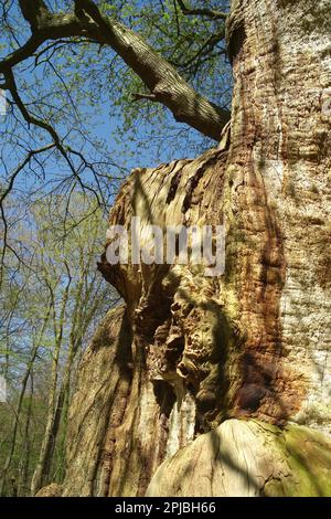 Bassa Sassonia Hude Primeval Foresta Hasbruch Friederikeneiche Foto Stock