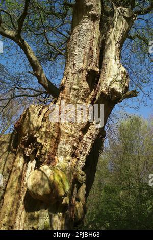 Bassa Sassonia Hude Primeval Foresta Hasbruch Friederikeneiche 1200 anni Foto Stock